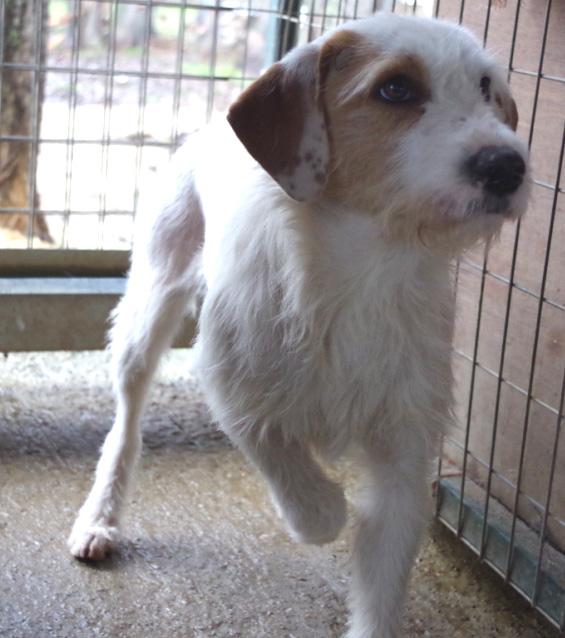 (Reserviert!) Boran - tolle Familie mit Zweithund 