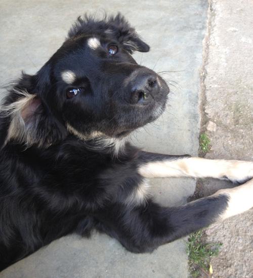 Ioanna - kleine Maus sucht ein tolles Zuhause!