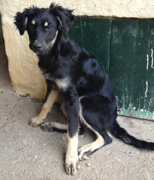 Ioanna - kleine Maus sucht ein tolles Zuhause!