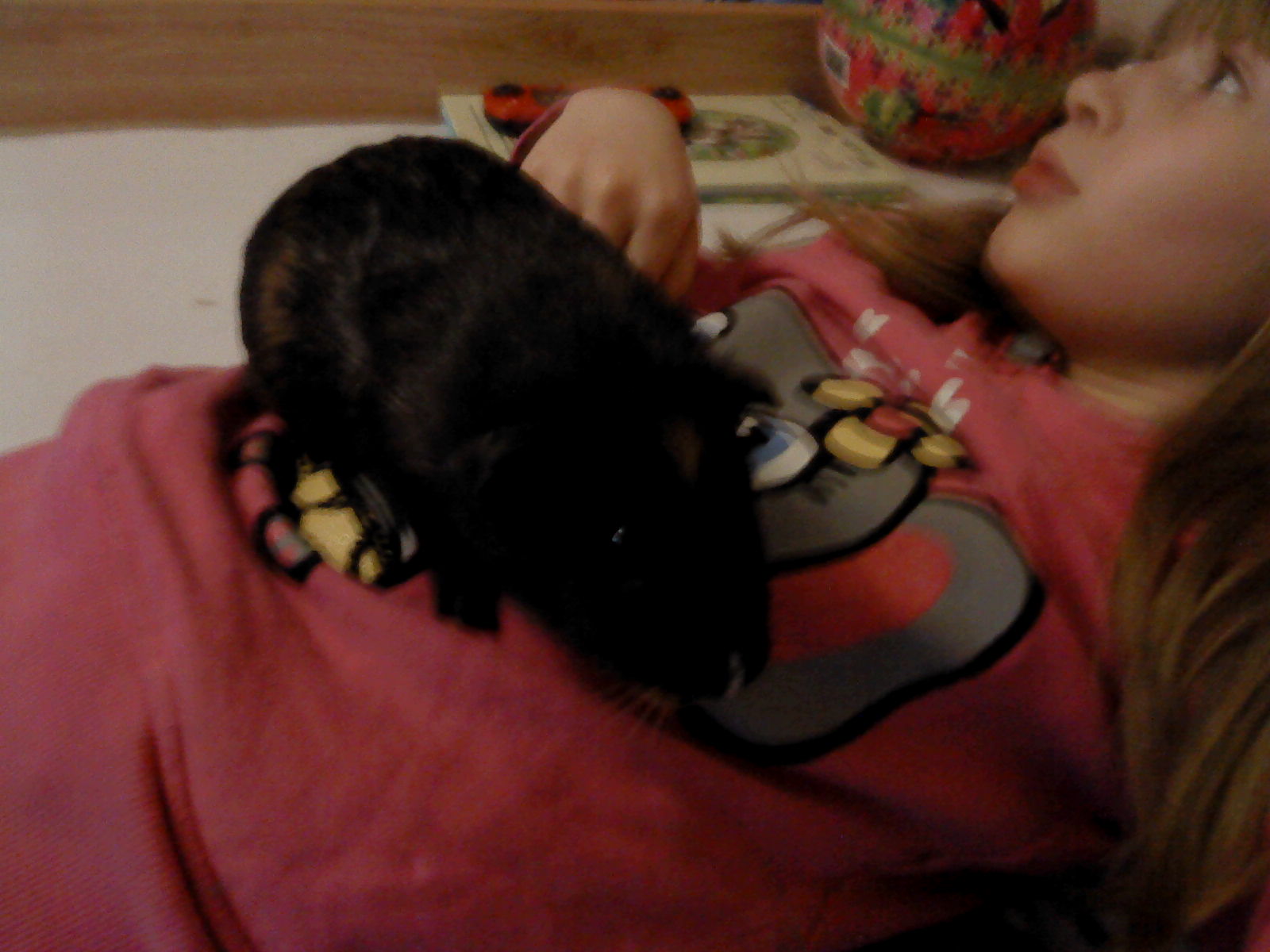 günstig Meerschweinchen zu verkaufen