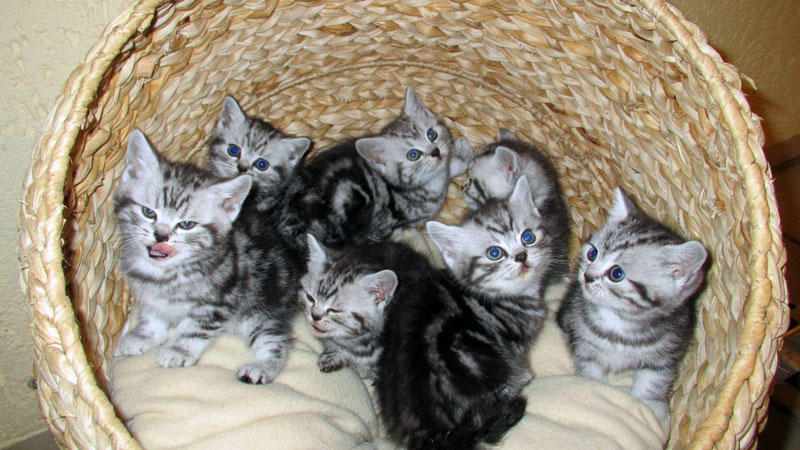 BKH Katzenbabys in black silver tabby classic Baby