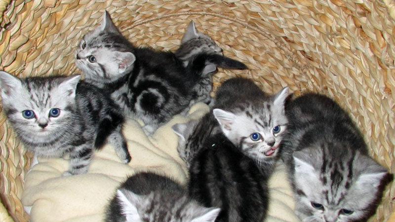 BKH Katzenbabys in black silver tabby classic Baby