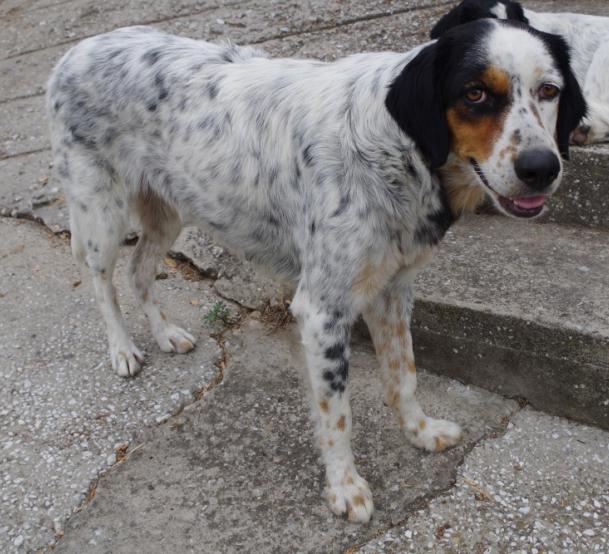 (Vorgemerkt!) Jeyla - bildschöne engl. Setter Mix