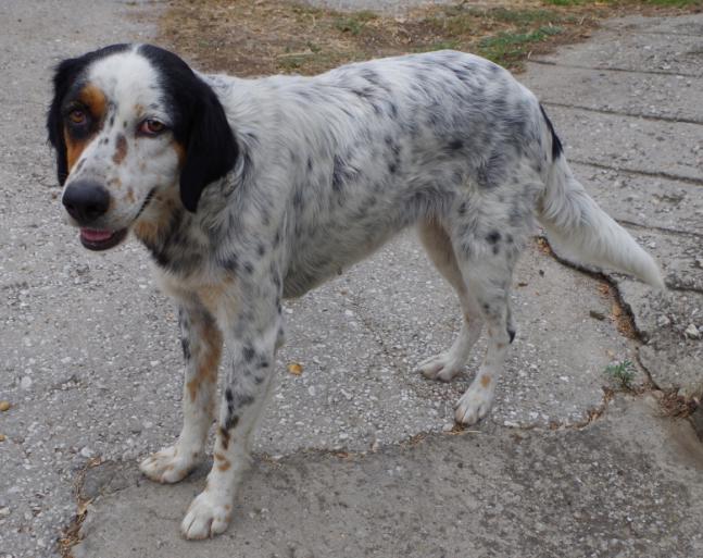 (Vorgemerkt!) Jeyla - bildschöne engl. Setter Mix