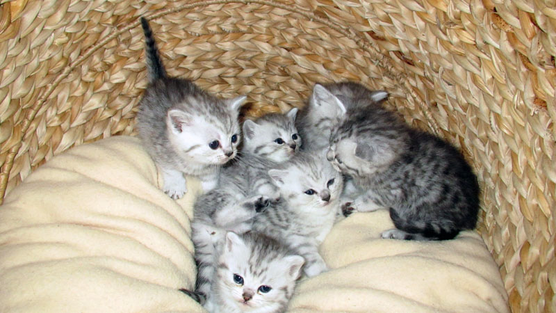 Britisch Kurzhaar BKH in silver shaded Katze