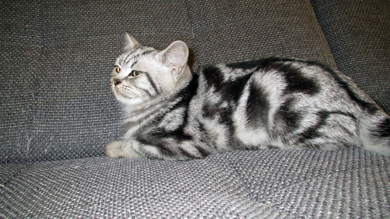 Liebevoller Whiskaskäter in black silver tabby vo