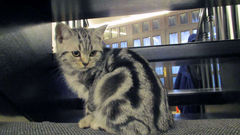 Liebevoller Whiskaskäter in black silver tabby vo