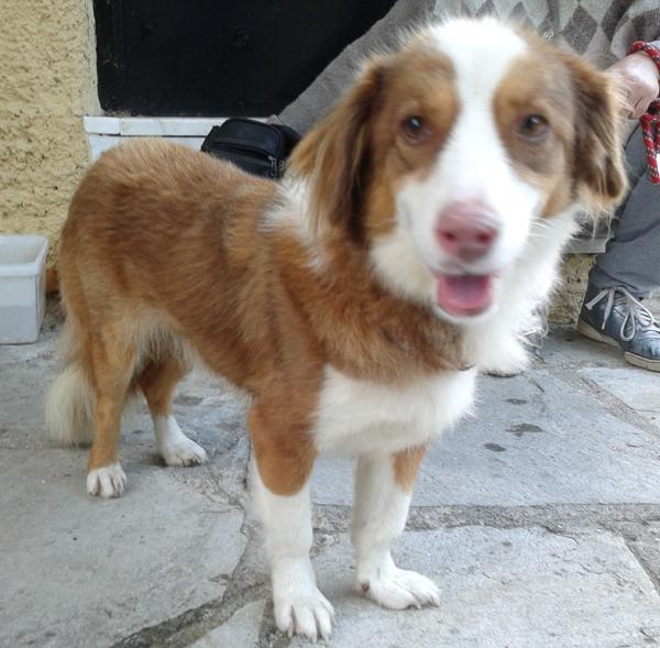 (Reserviert!) Pepa - eine kleine tolle Familienhü