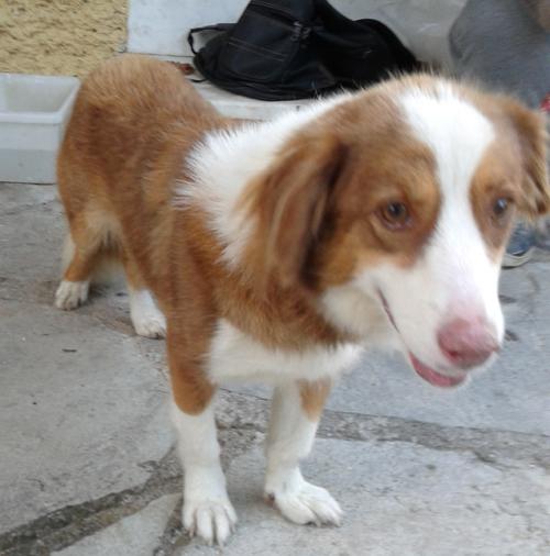 (Reserviert!) Pepa - eine kleine tolle Familienhü