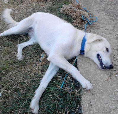 (Reserviert!) Leila - ist eine junge sanfte Hündi