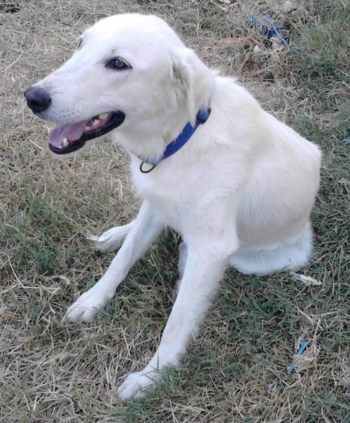 (Reserviert!) Leila - ist eine junge sanfte Hündi