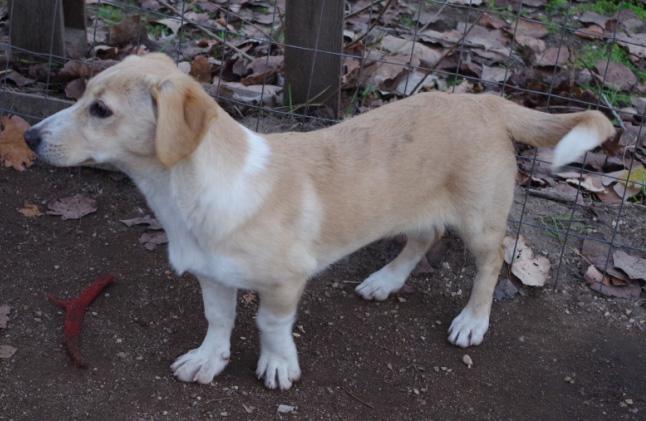 Melpo - ein süßes Mädchen mit relativ kurze Bei