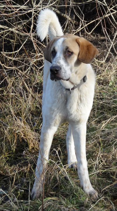 Gulliver - auf der Suche nach einer hundeerfahrene