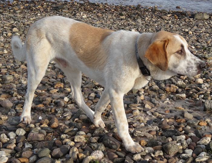 Gulliver - auf der Suche nach einer hundeerfahrene