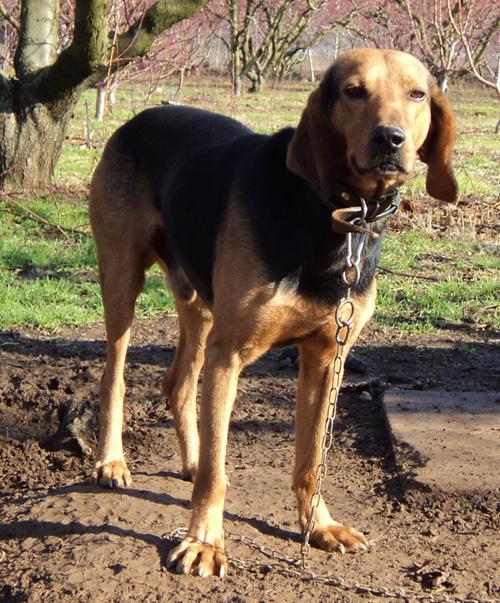 Timo Rüde - ein Schmuser mit guter Nase!