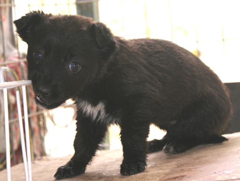 (vorgemerkt) Gogo -süßes Welpenmädchen sucht Zu