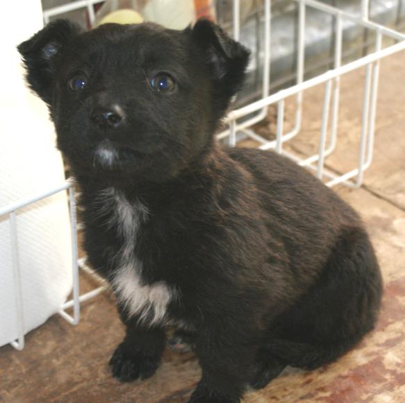 (vorgemerkt) Gogo -süßes Welpenmädchen sucht Zu