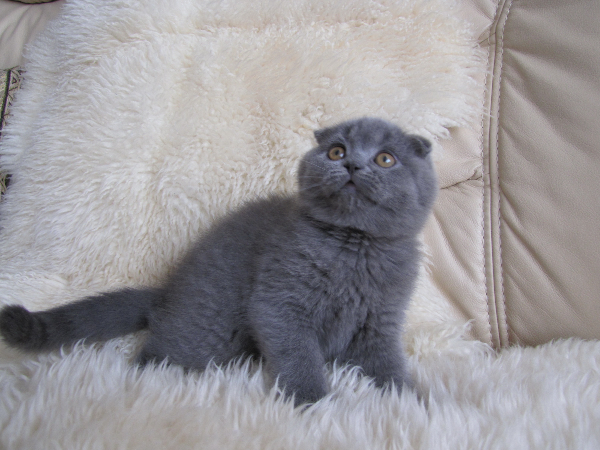 Mädchen Scottish Fold ( premium Linie)
