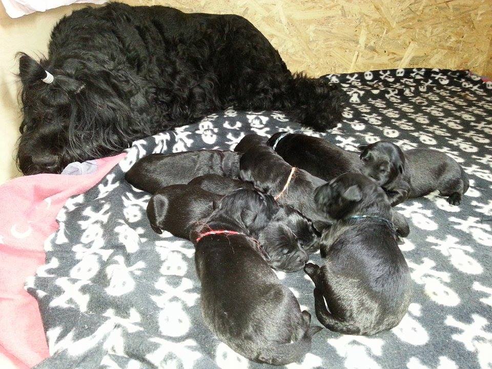 Russische Schwarze Terrierwelpen / Russischer Schw