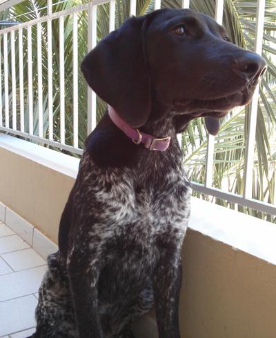 Iraklis - anhänglich und verschmust