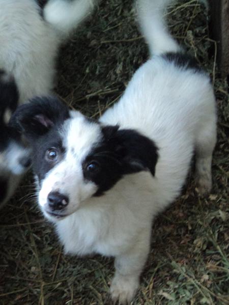 Angelos -  fröhlich und verspielt