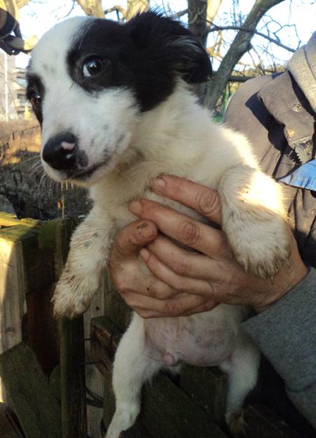 Angelos -  fröhlich und verspielt