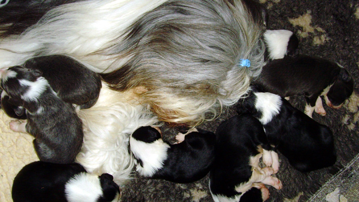 +++BEARDED COLLIE WELPEN GEPLANT+++