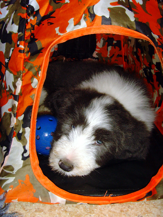 +++BEARDED COLLIE WELPEN GEPLANT+++