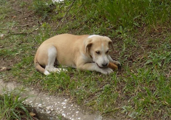 Timber Welpe - Vorgemerkt - Pflegestelle in 45478 