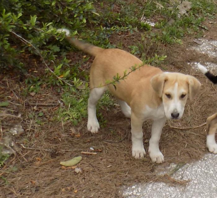 Timber Welpe - Vorgemerkt - Pflegestelle in 45478 
