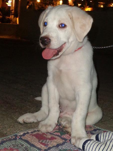 Boulis Welpe - Reserviert -  Pflegestelle in 45478