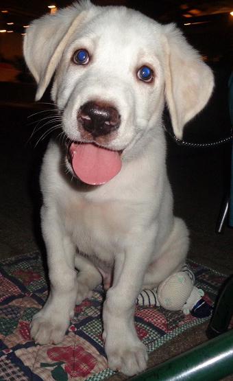 Boulis Welpe - Reserviert -  Pflegestelle in 45478