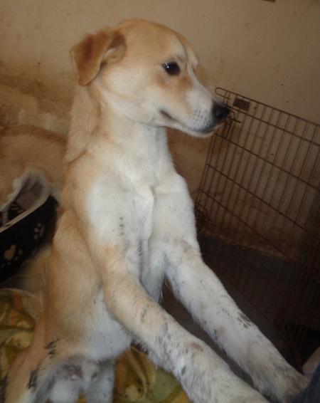 Fips Welpe - Pflegestelle im 42327 Wuppertal