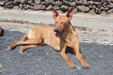 Sarina, sanfte Podenca