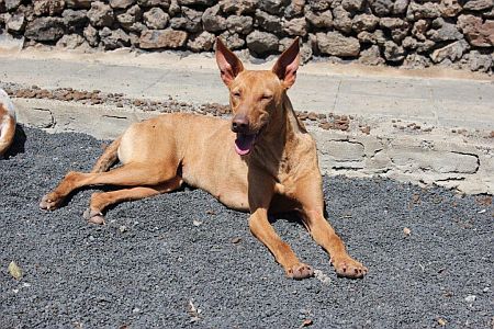 Sarina, sanfte Podenca