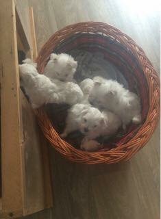 3 kleine reinrassige Malteser Welpen suchen ein ne