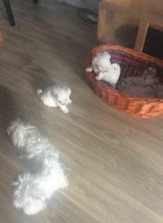 3 kleine reinrassige Malteser Welpen suchen ein ne