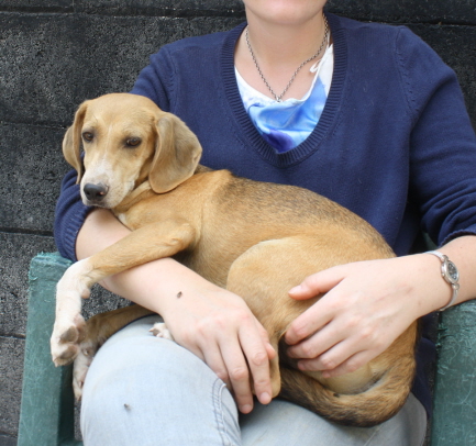 Louise-NOTFALL, eine süße Beaglemixhündin!