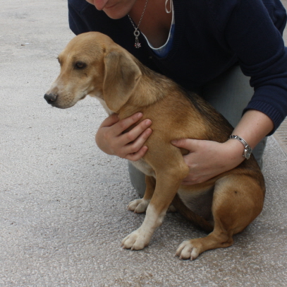 Louise-NOTFALL, eine süße Beaglemixhündin!