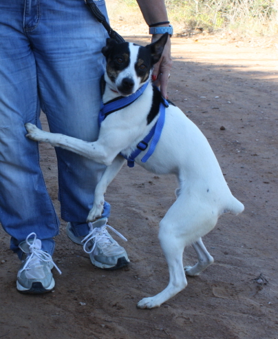 Fritzi liebt Menschen sehr!