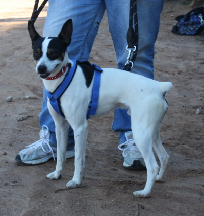 Fritzi liebt Menschen sehr!