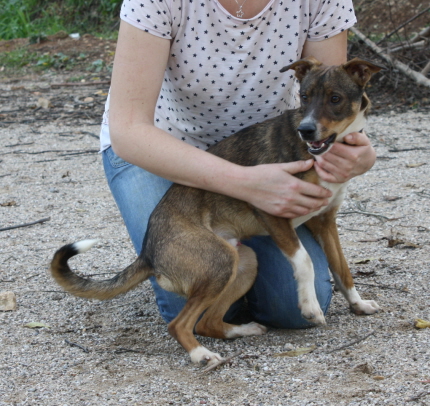 Pulpito, ein zarter, lustiger Rüde sucht seinen T