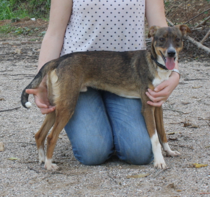 Pulpito, ein zarter, lustiger Rüde sucht seinen T