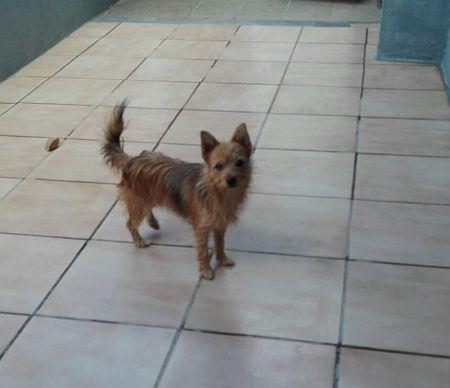 Benita, süsse, kleine Yorki-Mix-Hündin