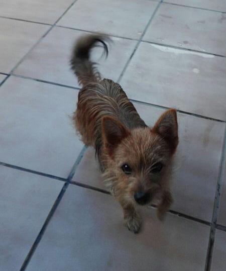 Benita, süsse, kleine Yorki-Mix-Hündin