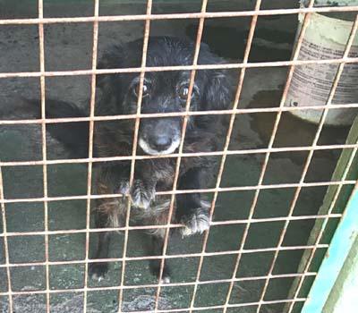 Lieschen, liebenswerte, kleine Mischlingshündin