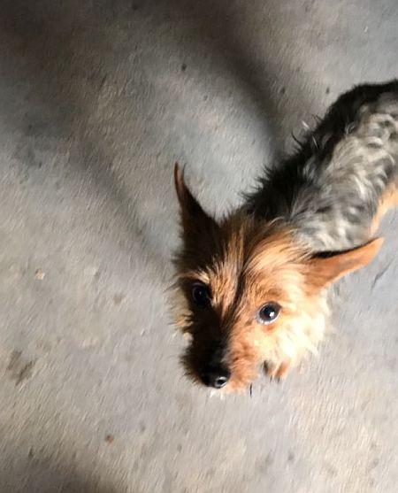 Jerry, lieber Yorkshire-Terrier
