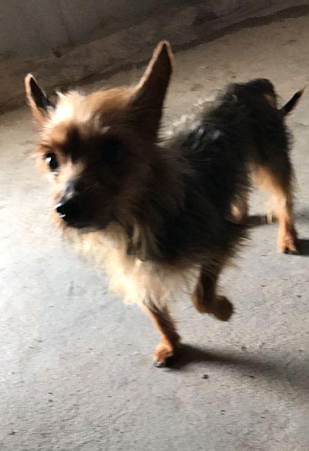 Jerry, lieber Yorkshire-Terrier