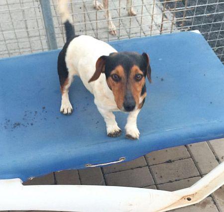 Matteo, fröhlicher, kleiner Jack Russel