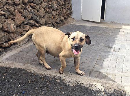 Emma, superliebe Presa Canario Hündin (Dogo Canar